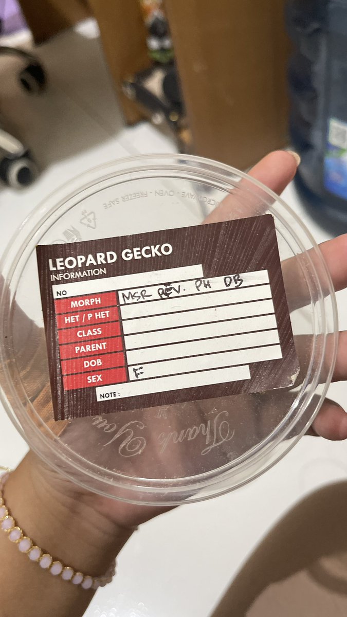 OPEN ADOPT GECKO (female) daerah jakarta sunter ( bisa dikirim, bayar ongkirnya saja atau boleh ambil langsung ke area sunter )
geckonya tipikal tenang, open adopt karena saya harus keluar kota

Harus mau merawat dengan baik dan mau mengurus serius yaa

detail boleh rep/dm