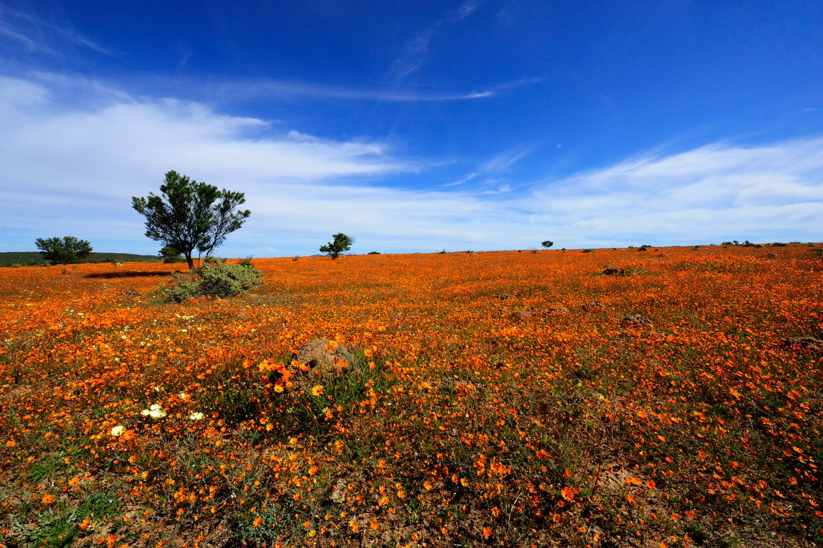 Step into a floral dream where nature bursts into every colour of the rainbow! By the end of September, Namaqualand’s dusty valleys come alive with a wildflower wonderland. Explore Sklipad in Northern Cape and marvel at over 3,500 stunning plant species. 

#flowers #outdoors