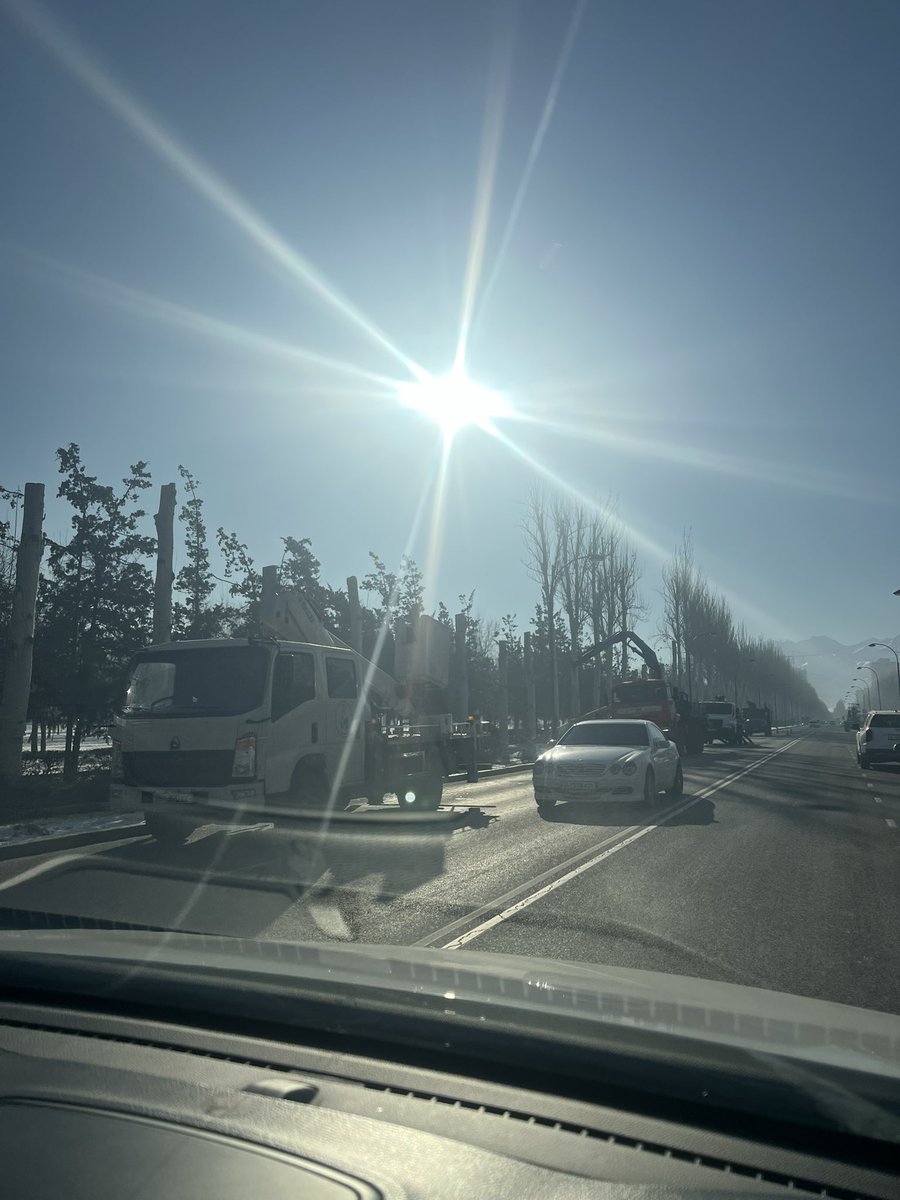 Тебя запомнят как человека, который уничтожил великолепные тополя.