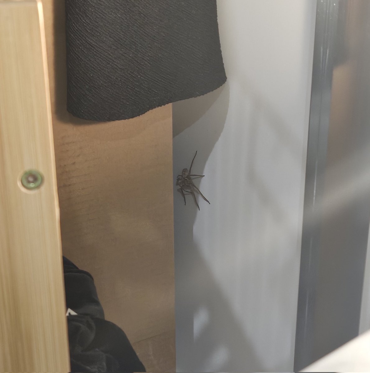 Lydia_Lust's tweet photo. HE SURVIVED THE BUG BOMB https://t.co/3hajw2HiYI