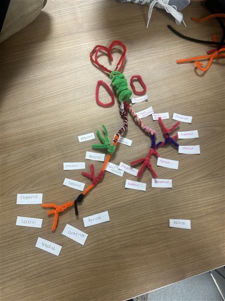 It’s been a busy few weeks packed with activities such as advanced rehabilitation skills, pain workshops, cardiopulmonary, &amp; exploring pathology physiology.💪🩺

As we approach the end of term, we’re reflecting on the progress made &amp; the knowledge gained.

Well done SRT students!