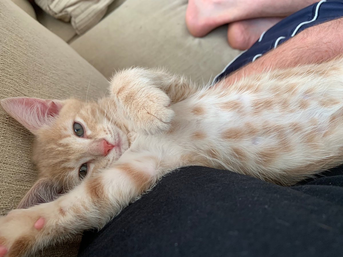 Does anyone have a quality portable PA system that I could borrow for an event next Tuesday evening the 17th? THANKS!  (P.S. here is a pic of baby Dobby to get your attention)