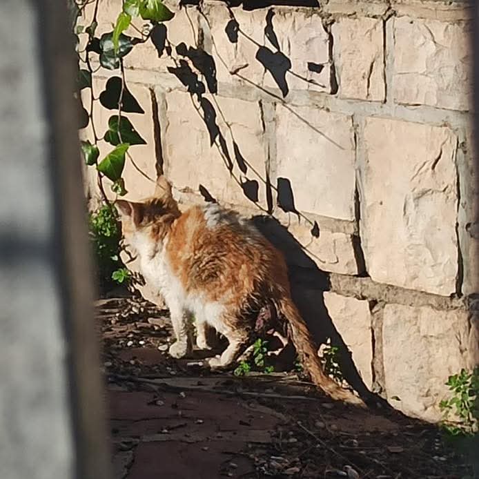 No tenemos sitio ni casas de acogida pero nos acaban de dar un aviso por esta pequeña  con todo el colon fuera y la hemos llevado a urgencias para que la operen seguramente hoy mismo.  Necesitamos una casa de acogida donde se pueda recuperar.
Escríbenos por privado si puedes.