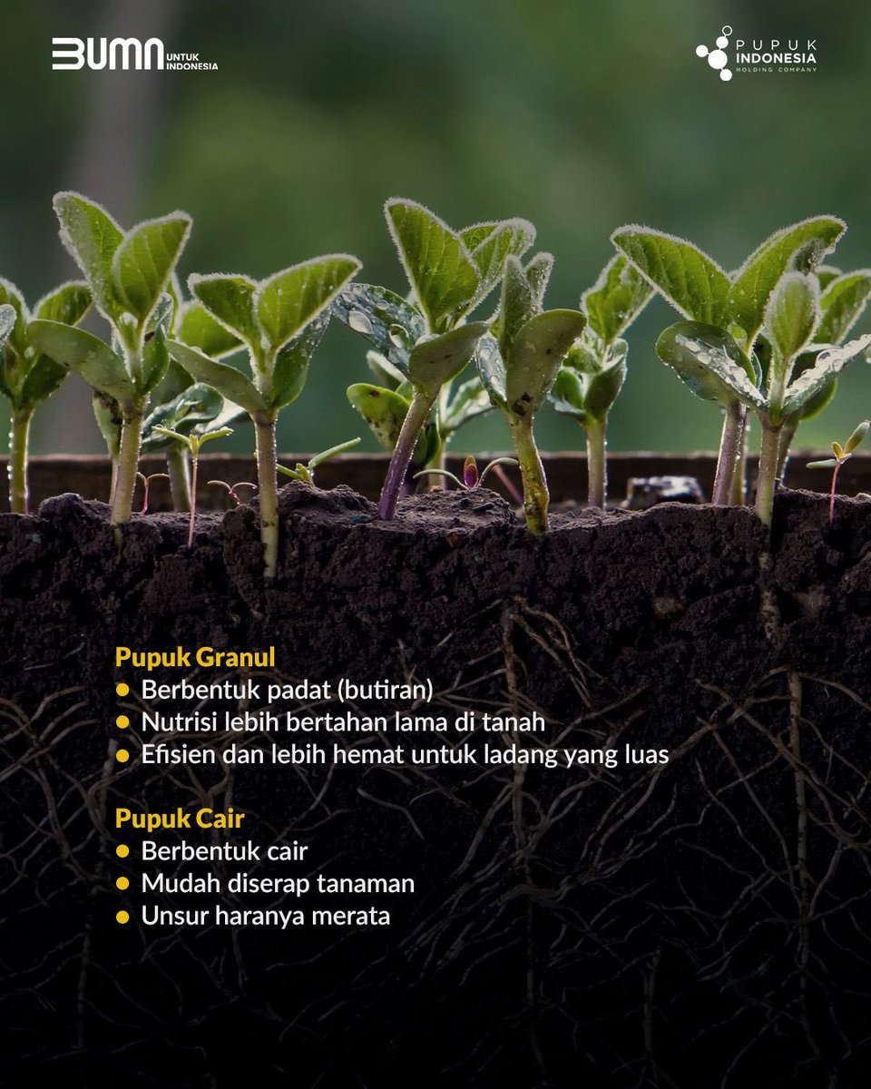 pupuk_indonesia's tweet photo. Setiap jenis pupuk memiliki keunggulannya masing-masing yang dapat disesuaikan dengan tujuan pemupukan.
Memilih pupuk yang tepat sangat penting untuk memastikan tanaman mendapatkan nutrisi yang dibutuhkan dan hasil panen menjadi lebih optimal!
#Pupuk
#PupukIndonesia
#EdukaPI https://t.co/QicJ8d8R1n