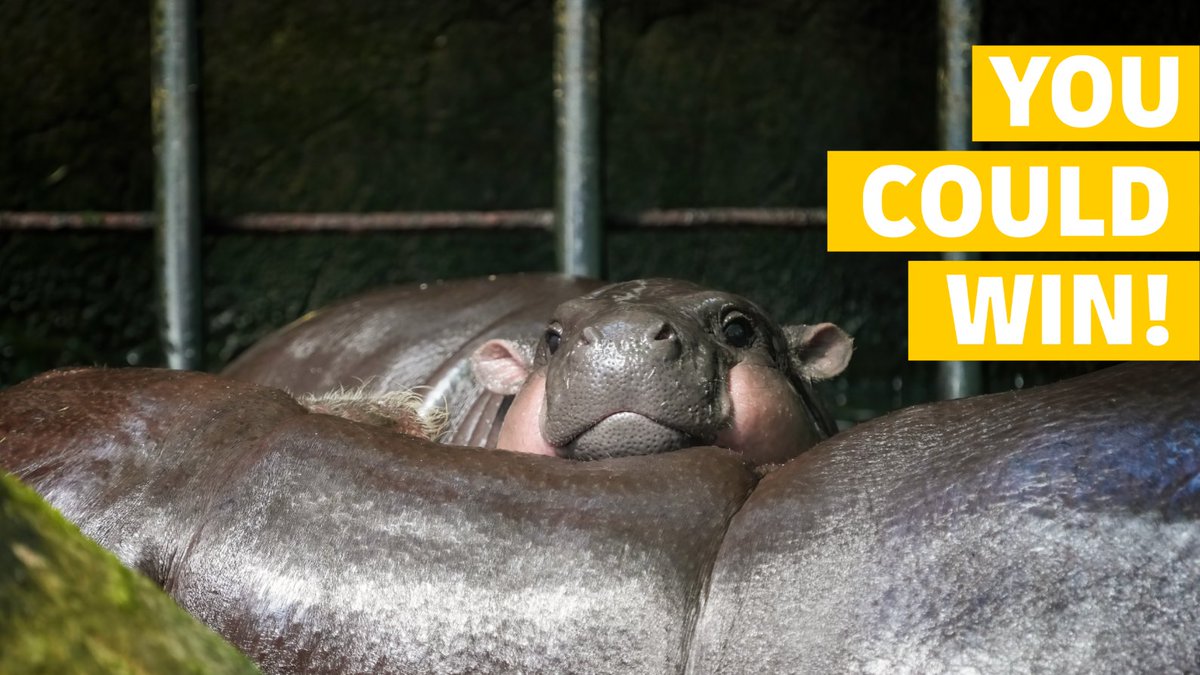 DHLAfrica's tweet image. This country in West Africa is home to the greatest number of Pygmy Hippopotamus. 

Clue: It’s the most forested country in West Africa. 

#DHLDelivers #QuickQuiz