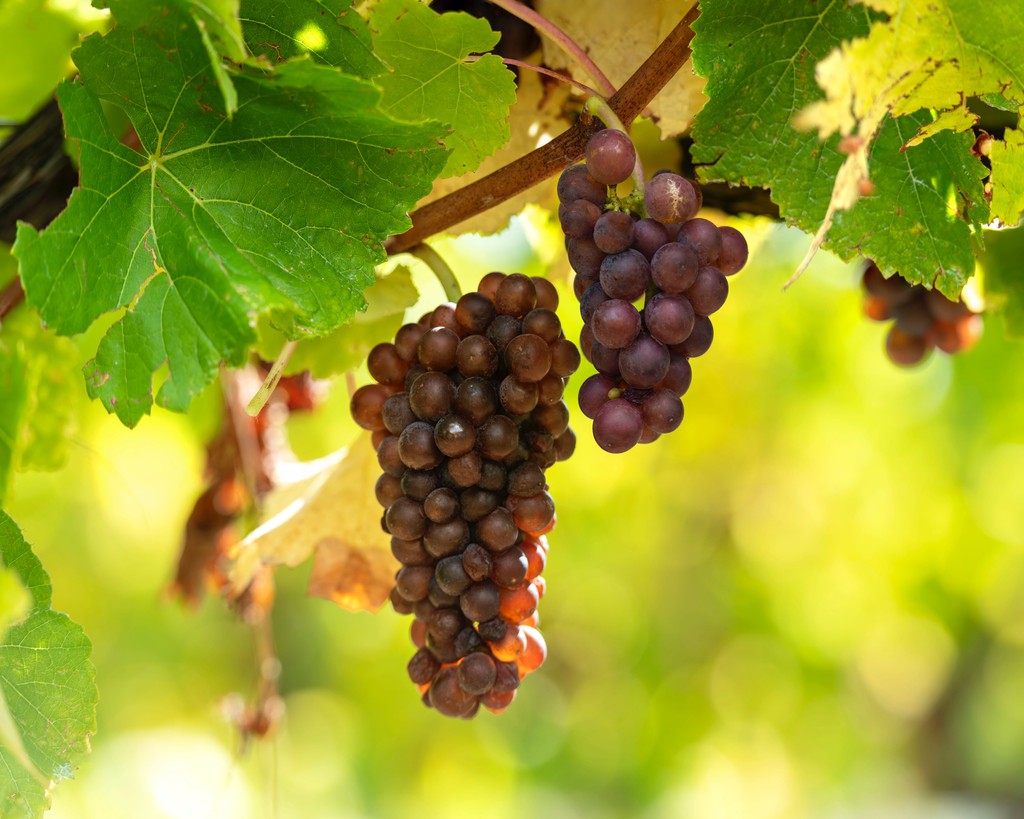 Greywacke's tweet photo. The #greywackers have been on the road quite a bit lately & have enjoyed chatting with fellow wine enthusiasts. If we hadn't noticed the trend prior, it's now crystal clear that Greywacke Pinot Gris is charming winos near & far! Try it for yourself - https://t.co/YL6sIuNlEu https://t.co/FqVzvSvm6n