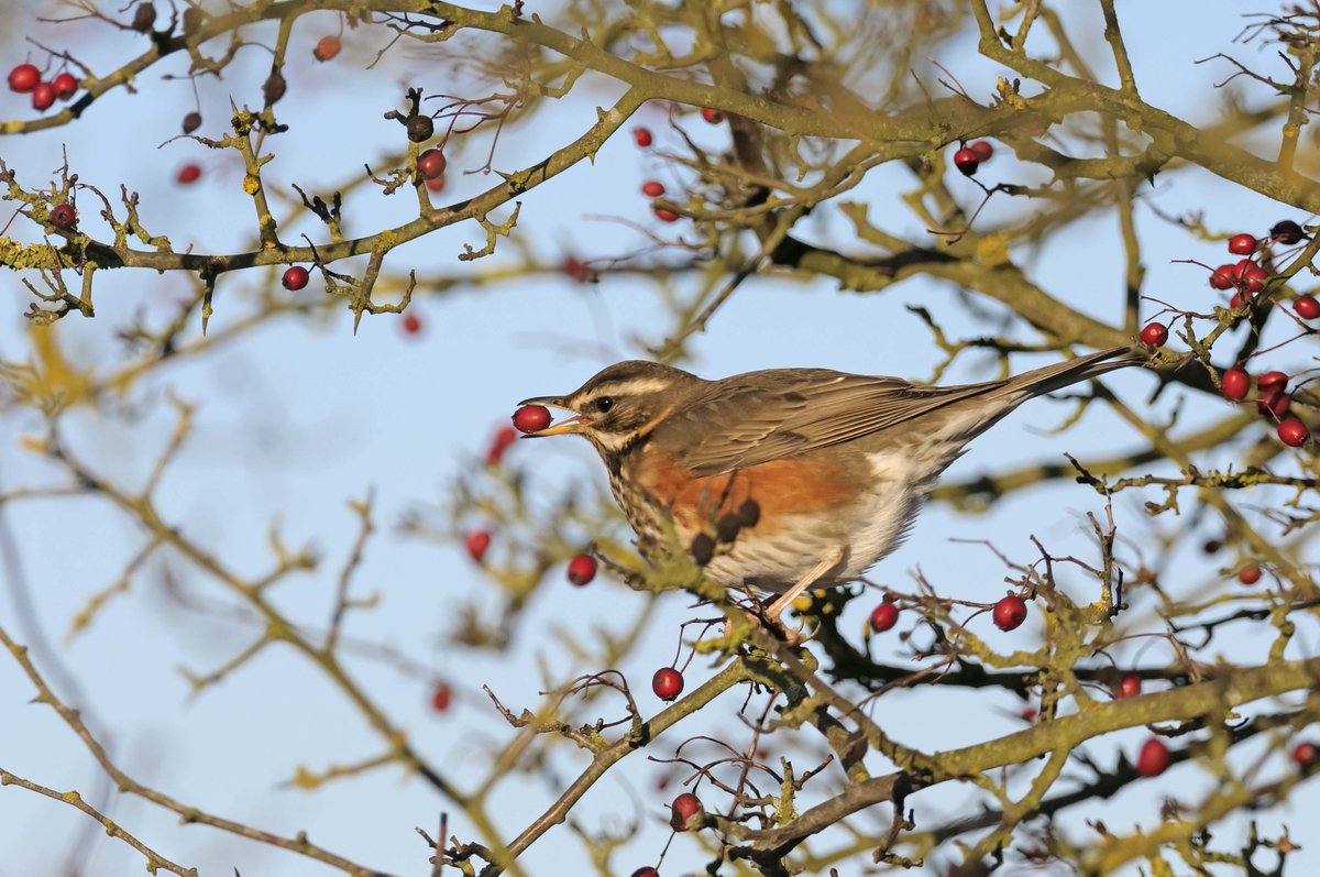 cumbriawildlife's tweet photo. 🐦 At Whitbarrow-Hervey Memorial Reserve, near #Witherslack, look out for flocks of winter thrushes, like redwing, stripping berry-laden bushes of their bounty.
More things to do and see this #winter 👇
https://t.co/o6qNYWt4Ot
(3/3)
📷 Redwing by Chris Gomersal/2020VISION https://t.co/OiwQAvbuhk