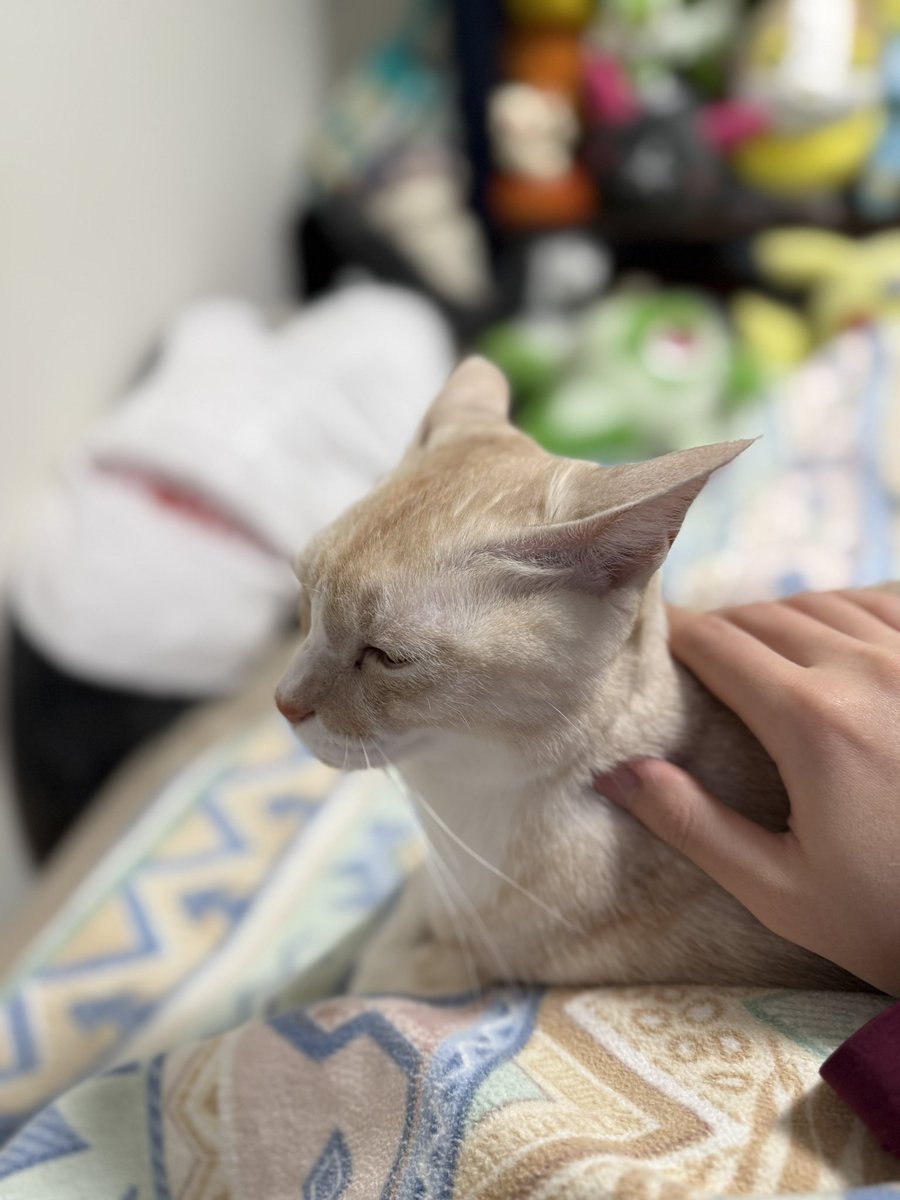 catcancute's tweet photo. 風邪倒れた飼い主にに寄り添ってくれるアルさん

 #猫のいる暮らし𓏲𓎨 https://t.co/UkgI6EomrD