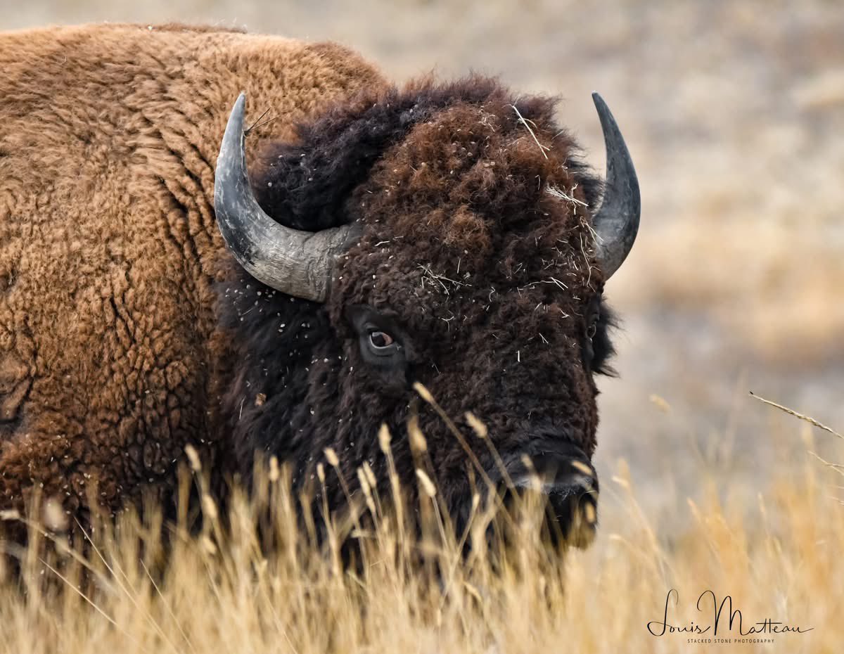 Lmatteau66's tweet photo. The 3rd of November 2024 at CSKT Bison Range. Deer, Elk and Bison is a good day. @csktbisonrange  #bison #bisonofinstagram #bisonrange #americanbison #elk #elkofinstagram #rockymountainelk #whitetail https://t.co/YTe2BPSq6J