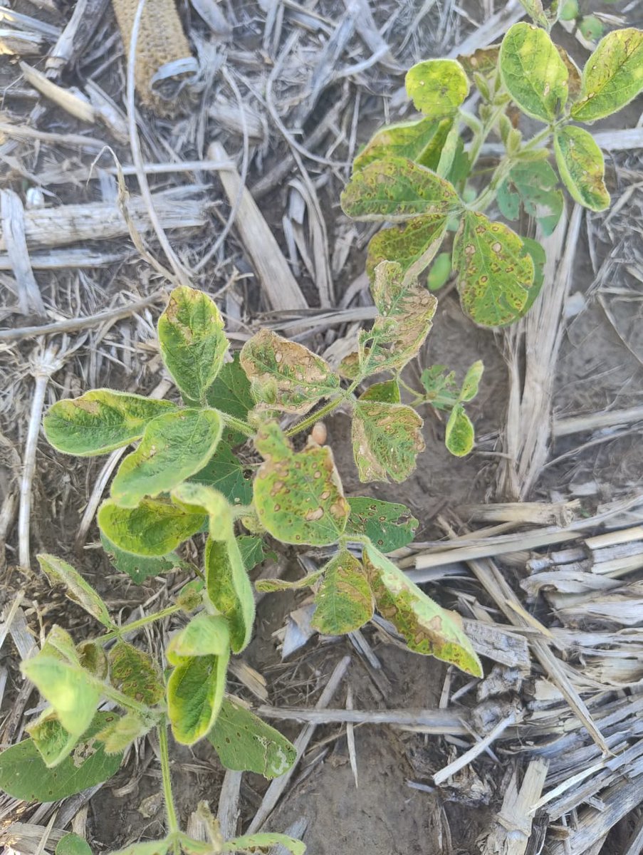 Fito por desprendimiento de tanque hay dos factores determinantes: caldos cortados (pueden o no tapar filtros) y otro un caldo compatible se seca en tanque y botalon
Al usar un CE de calidad y poseer mucho emulsionante pone en solución lo pegado. El tema es saber porque se pego