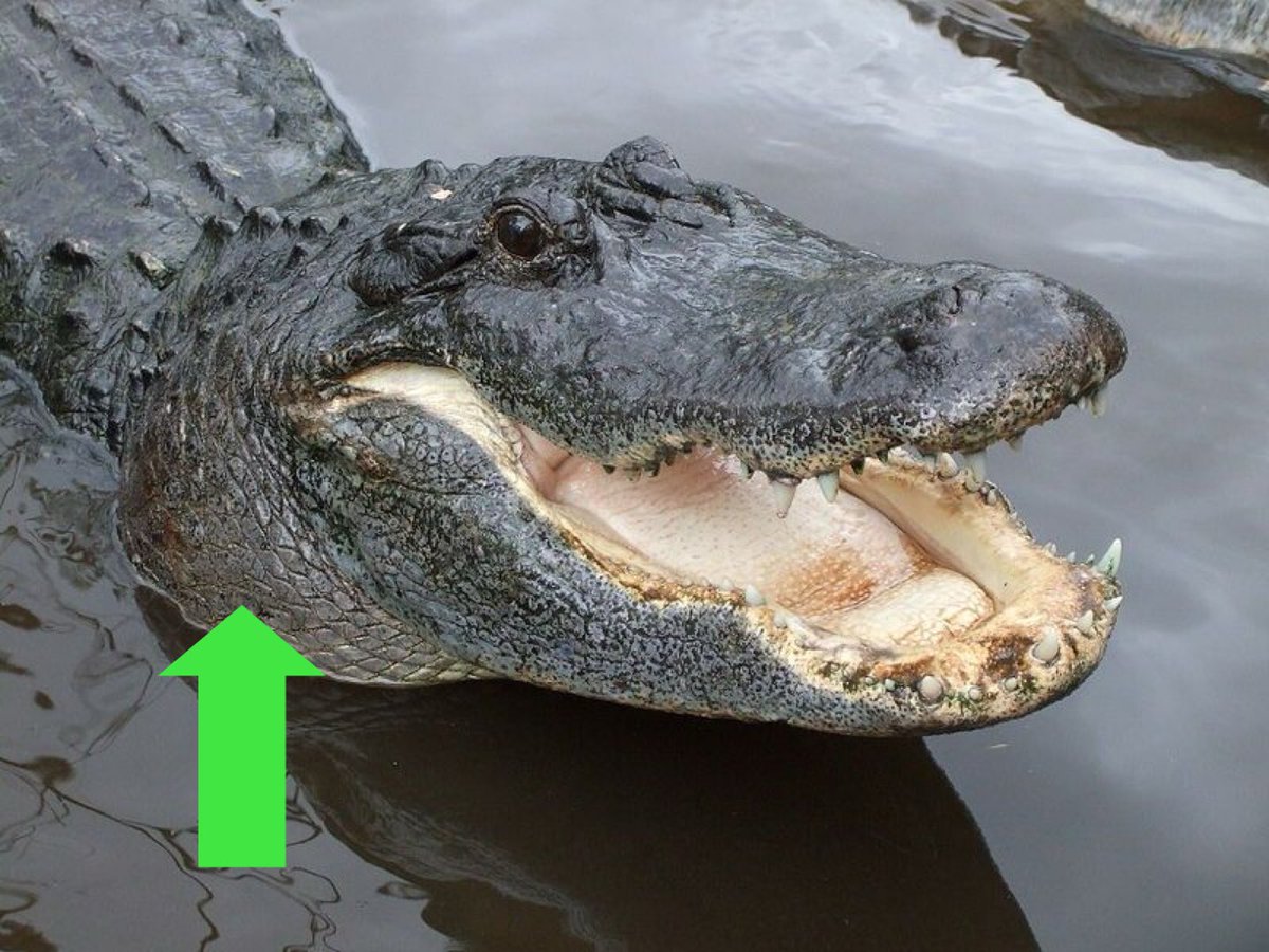 GatorGirlGab's tweet photo. Love is stored in the This

(alligator jaw muscle) https://t.co/Ady7nuuxed