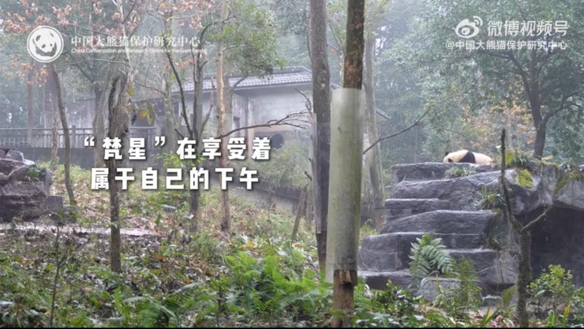 mickeyminnie611's tweet photo. #FanXing
#梵星
居住在雅安基地的“梵星”，静静享受着属于自己的午后时光，画面也太美好了吧！
cr. weibo 中国大熊猫保護研究中心 https://t.co/6dD6nwQQA4