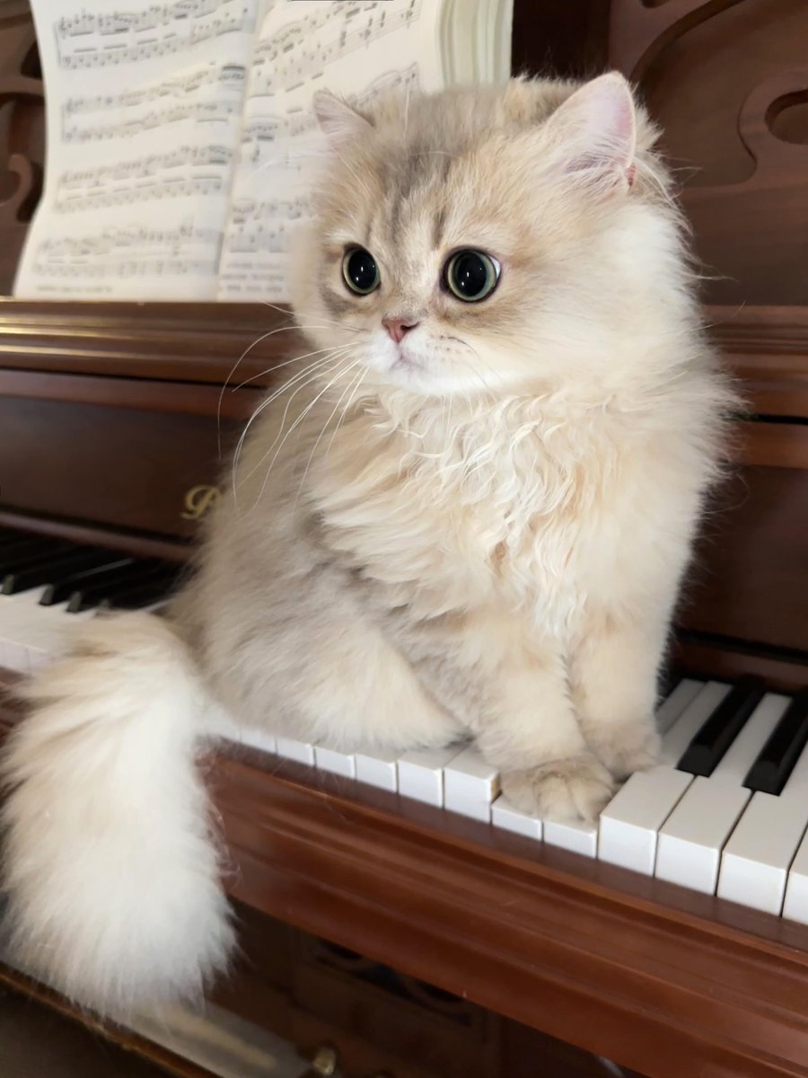 JDemetricelm's tweet photo. This kitten is learning piano very seriously. https://t.co/MBFdQLLPAw