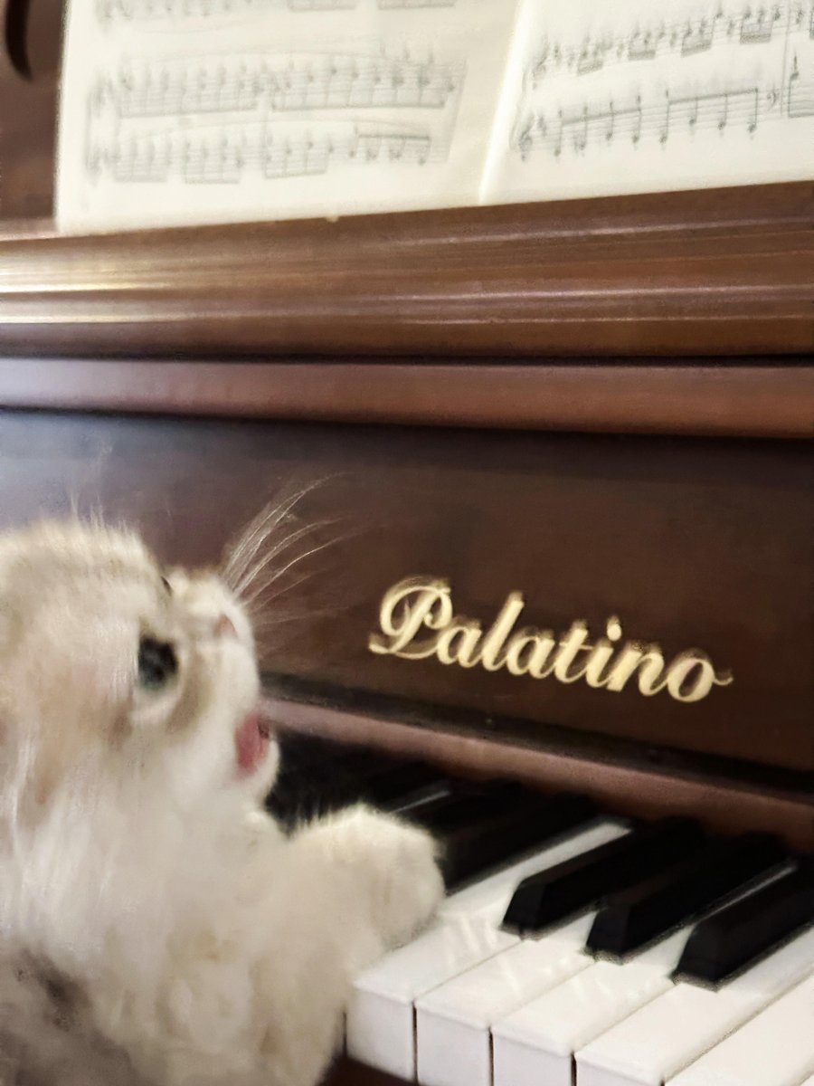 JDemetricelm's tweet photo. This kitten is learning piano very seriously. https://t.co/MBFdQLLPAw