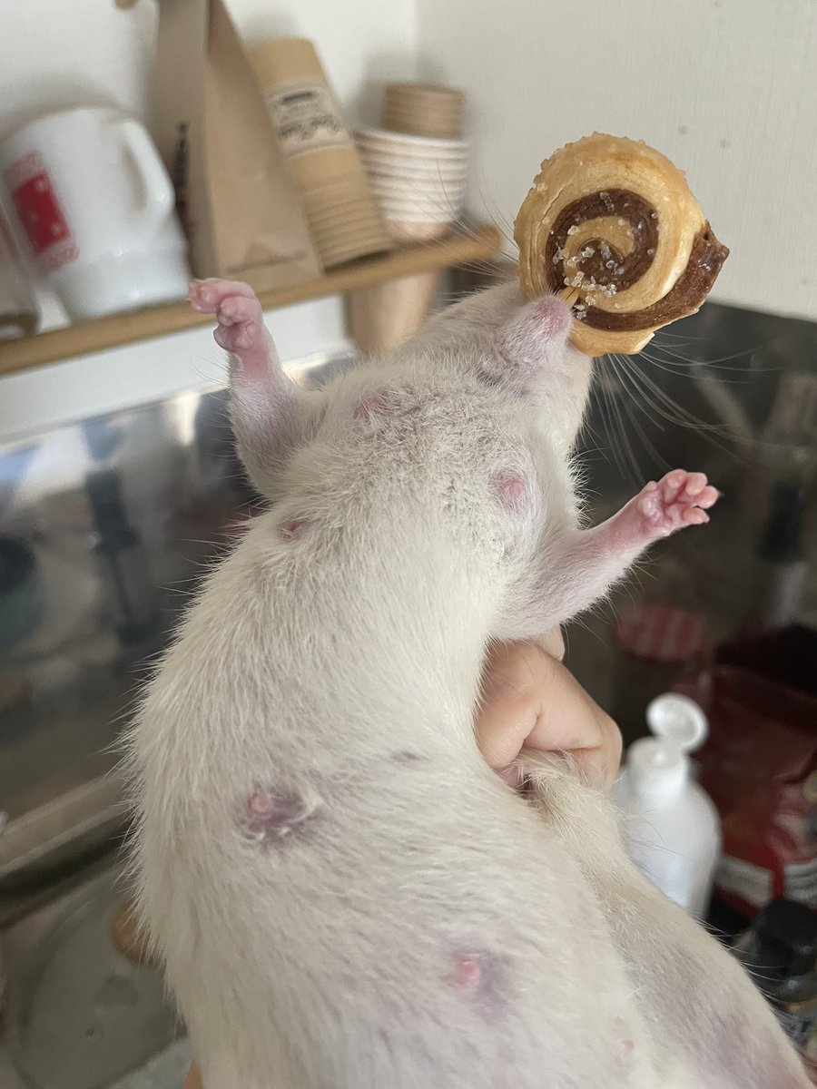 umino🐀♡︎ ̖́- (@umino0821) on Twitter photo 