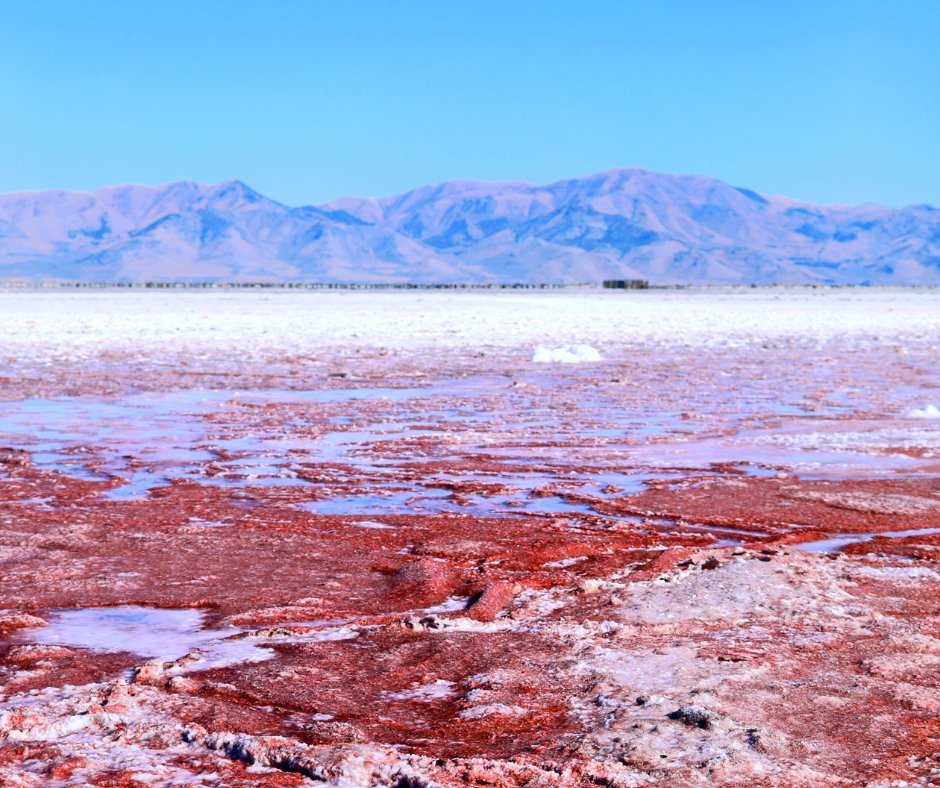 Berkeley Global tweet media