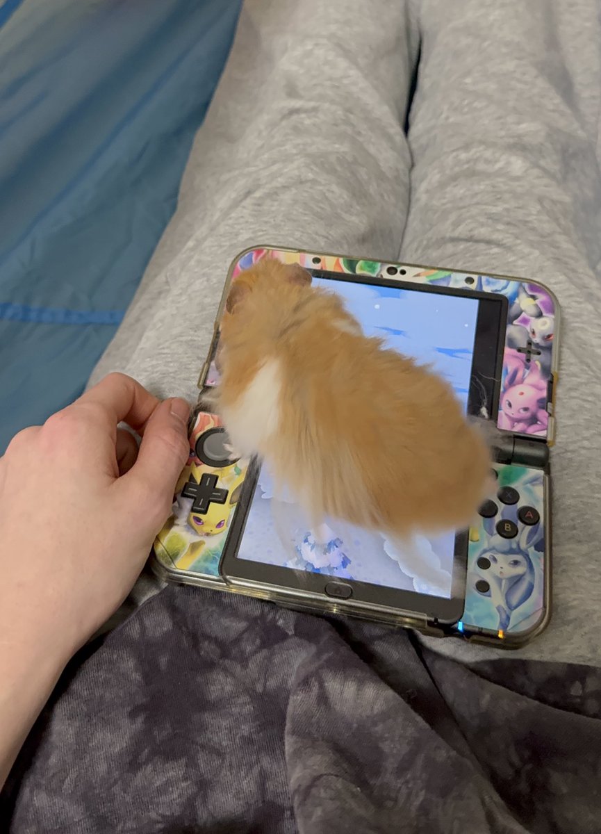 🐹OnlyHams🐹 & other pets tweet media