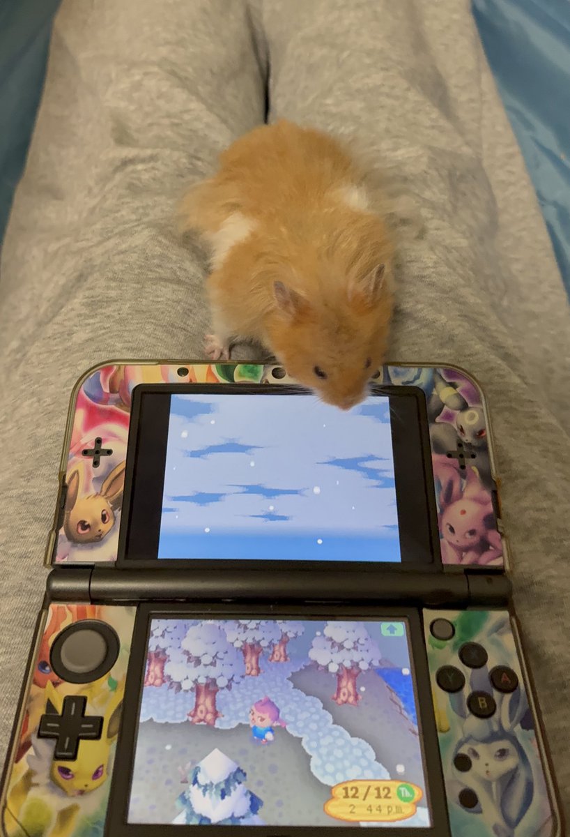 🐹OnlyHams🐹 & other pets tweet media