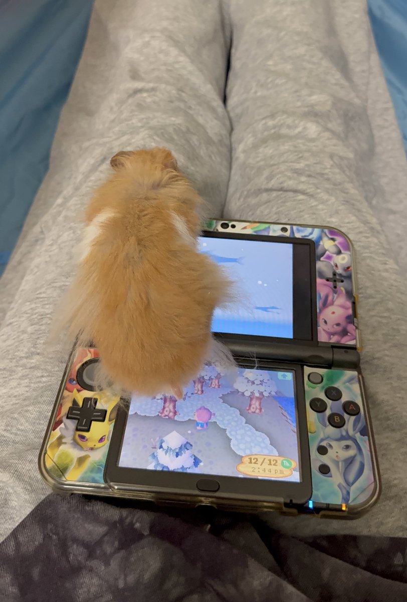 🐹OnlyHams🐹 & other pets tweet media
