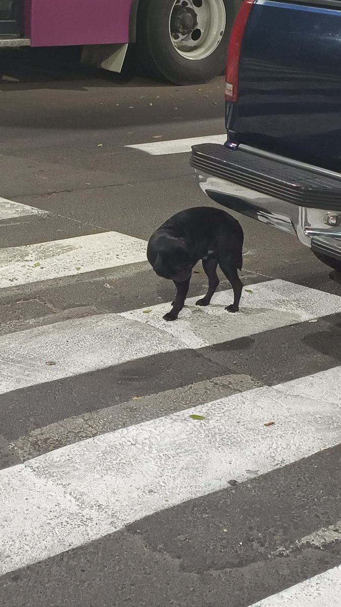 airaliith's tweet photo. @iztacalconews  para difundir, este perrito está solo y desorientado entre calle Canela y av. Resina en granjas México, a la altura de UPIICSA. No sé deja agarrar pero está asustado https://t.co/uwNmBIMLJI