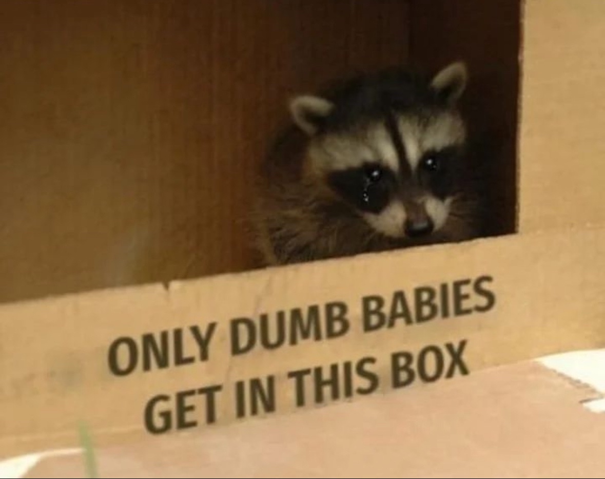 raccoonesthetic's tweet photo. https://t.co/ITX3qbRiTV