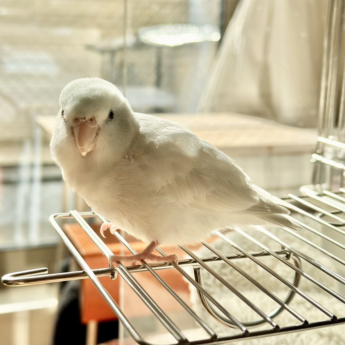 ポカポカ

Toasty room.

#マメルリハ
#マメルリハインコ
#インコ
#アメリカンホワイト