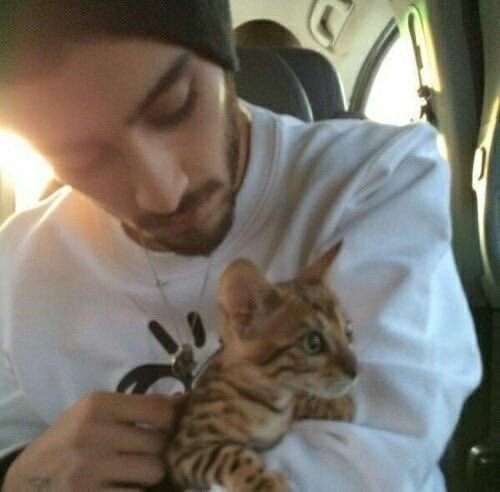 rileysgolden's tweet photo. zayn with cats🥹 https://t.co/Enmitd599x