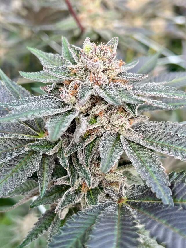 BSC_HarryPalms's tweet image. ZOM #6

Z X ORANGE MINTS 
 #BLOOMSEEDCOMPANY #LIVETIAFARMS