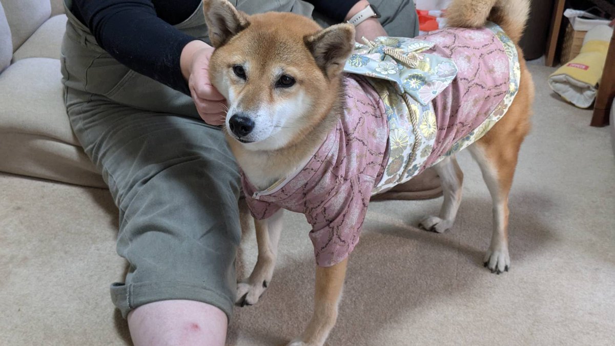 kanade_shiba's tweet photo. 母ちゃんがね…
むりやりね…着せるんですよ…

かな、このふく、好きくないの…😢

#お正月は晴れ着で
#柴犬
#保護犬卒業生
#かなろぐ
#柴すたぐらむ
#犬すたぐらむ
#保護犬を家族に https://t.co/IefcAh5oXs