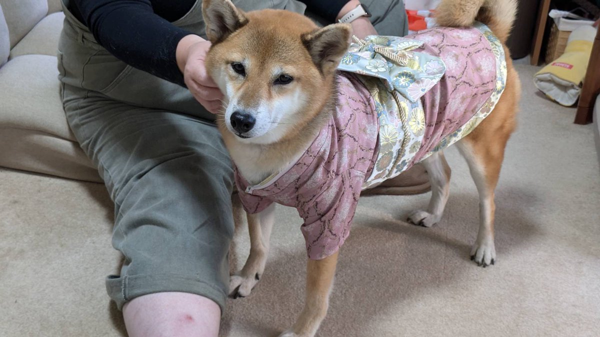 kanade_shiba's tweet photo. 母ちゃんがね…
むりやりね…着せるんですよ…

かな、このふく、好きくないの…😢

#お正月は晴れ着で
#柴犬
#保護犬卒業生
#かなろぐ
#柴すたぐらむ
#犬すたぐらむ
#保護犬を家族に https://t.co/IefcAh5oXs