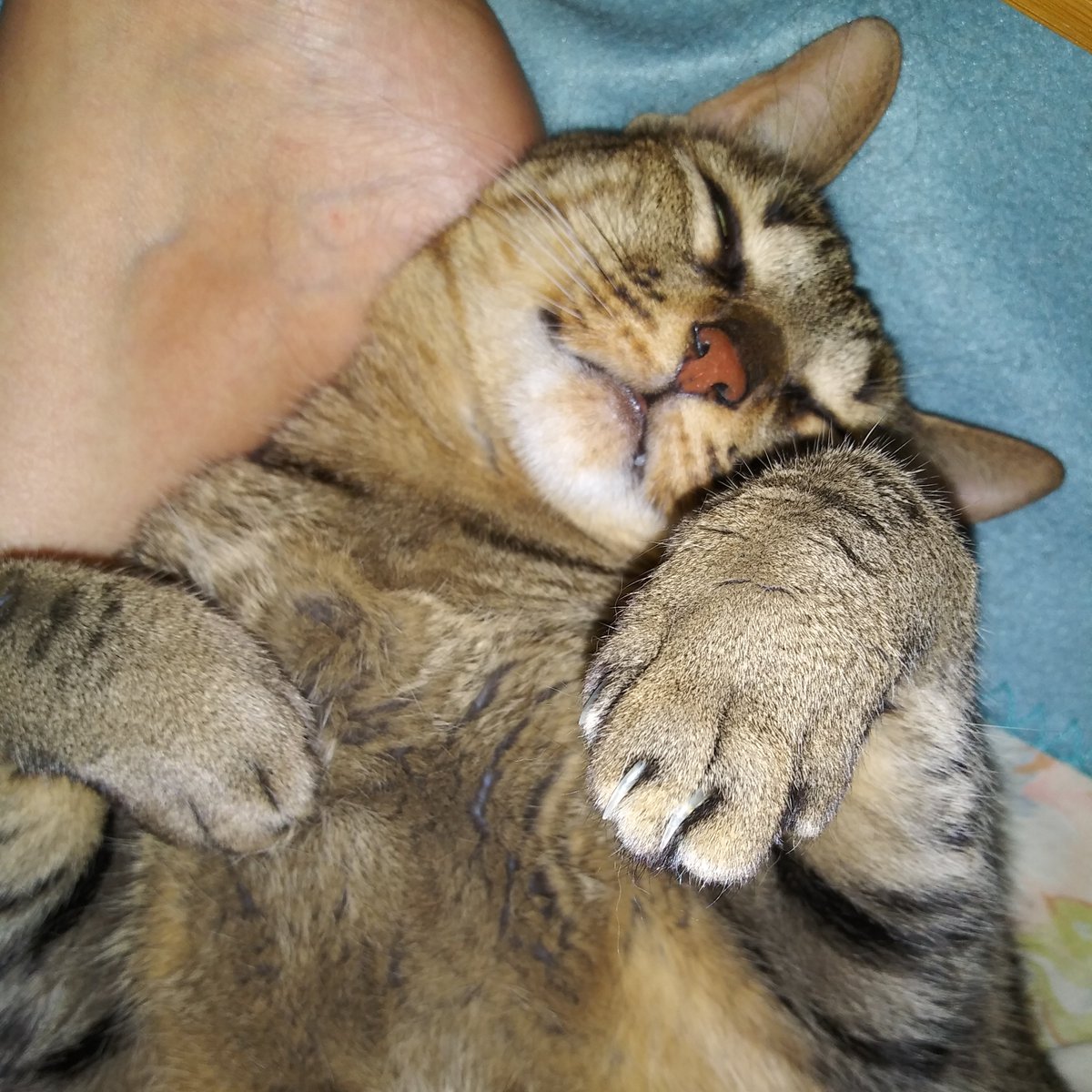 Soo Brownell🐳🦋 tweet media