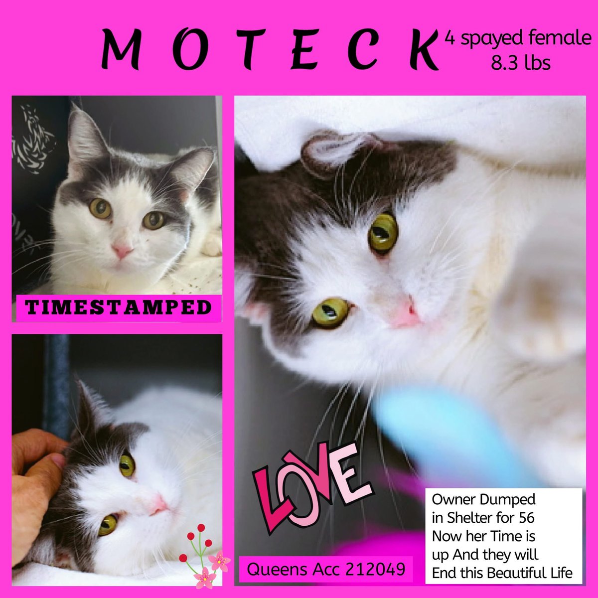 🆘Please RT-adopt-foster! 🆘

MOTECK is on the “emergency placement” list at #ACCNYC and needs out of the shelter by 12 NOON 12/12!

#URGENT #NYC #CATS #NYCACC #TeamKittySOS #AdoptDontShop #CatsOfTwitter 
newhope.shelterbuddy.com/Animal/Profile…