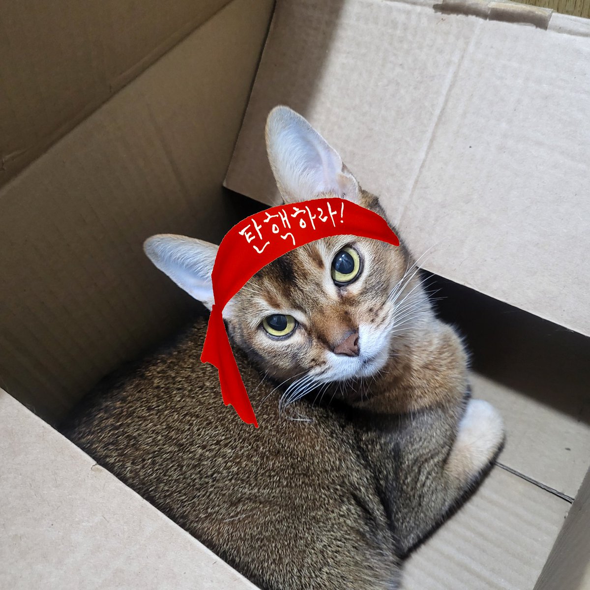 탄핵하라!!!! #요나 #냥이 #아비시니안 #탄핵