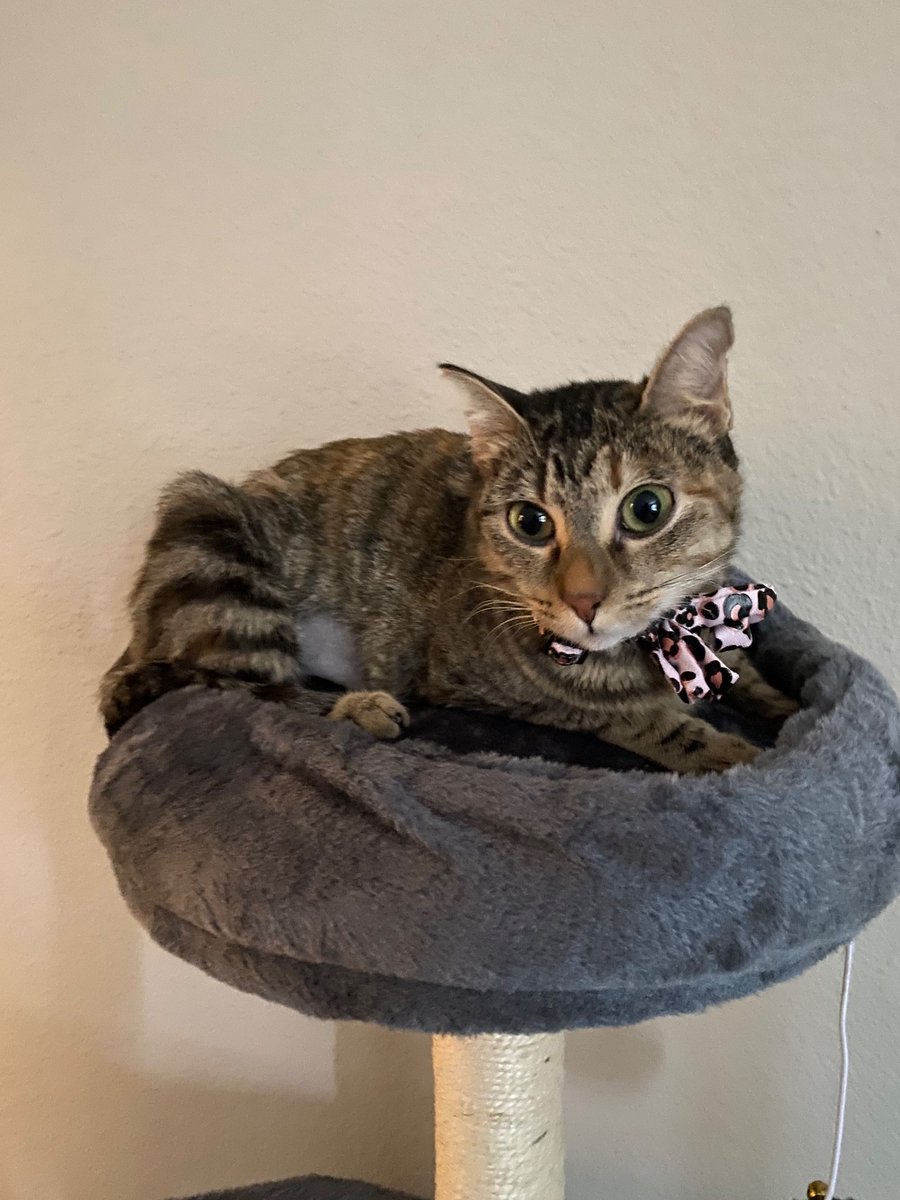 MythicalYuna's tweet photo. Since you both ask. Here is my baby Yunè. She’s also 2 years old. @Drummer_Boy21 @KingCorphish https://t.co/UB3s9lsWbq