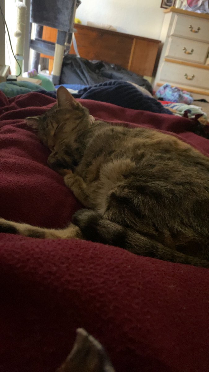 MythicalYuna's tweet photo. Since you both ask. Here is my baby Yunè. She’s also 2 years old. @Drummer_Boy21 @KingCorphish https://t.co/UB3s9lsWbq