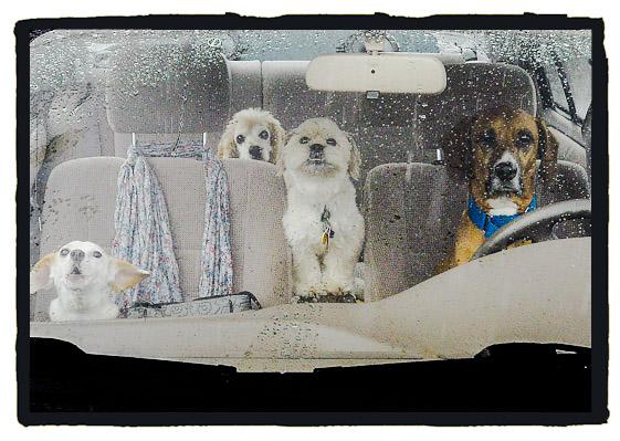 bernardbbt2's tweet photo. Dog day afternoon 
#dogs #dogday #Dog
#Rain #December #Weather #WeatherForecast https://t.co/T9kn94adBb