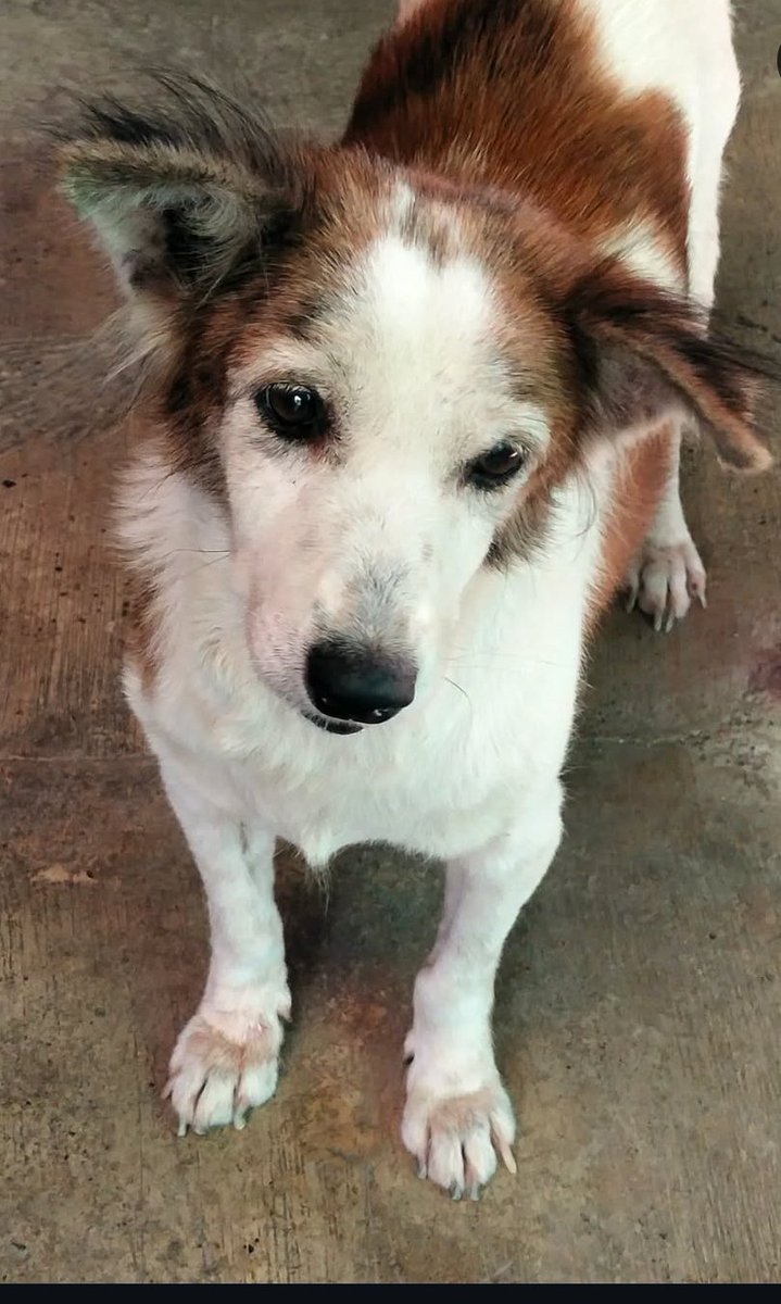 galeify_art's tweet photo. I loved him to the core. And also his sister, his friend, Dougie also joined him after the week Bobbie was gone. I loved them both and up till now, its still aches me. 

This is Dougie's picture... 

We lose both of them. https://t.co/WNaXfIdab5