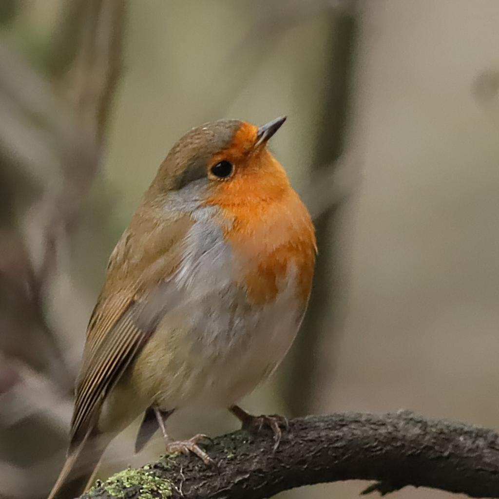 Twiglet the Robin in the Cherry Plum Tree yesterday morning #DDOR