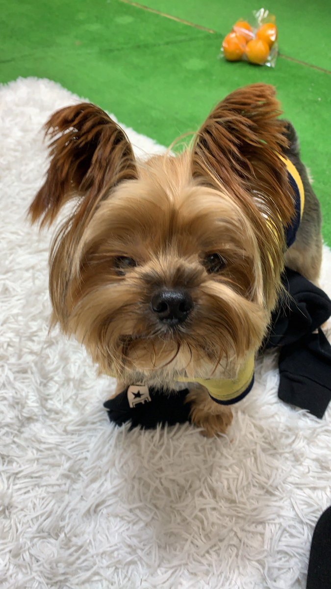 前髪切ってもろたよ⭐️

#YorkshireTerrier
#ヨークシャーテリア
#ヨーキー