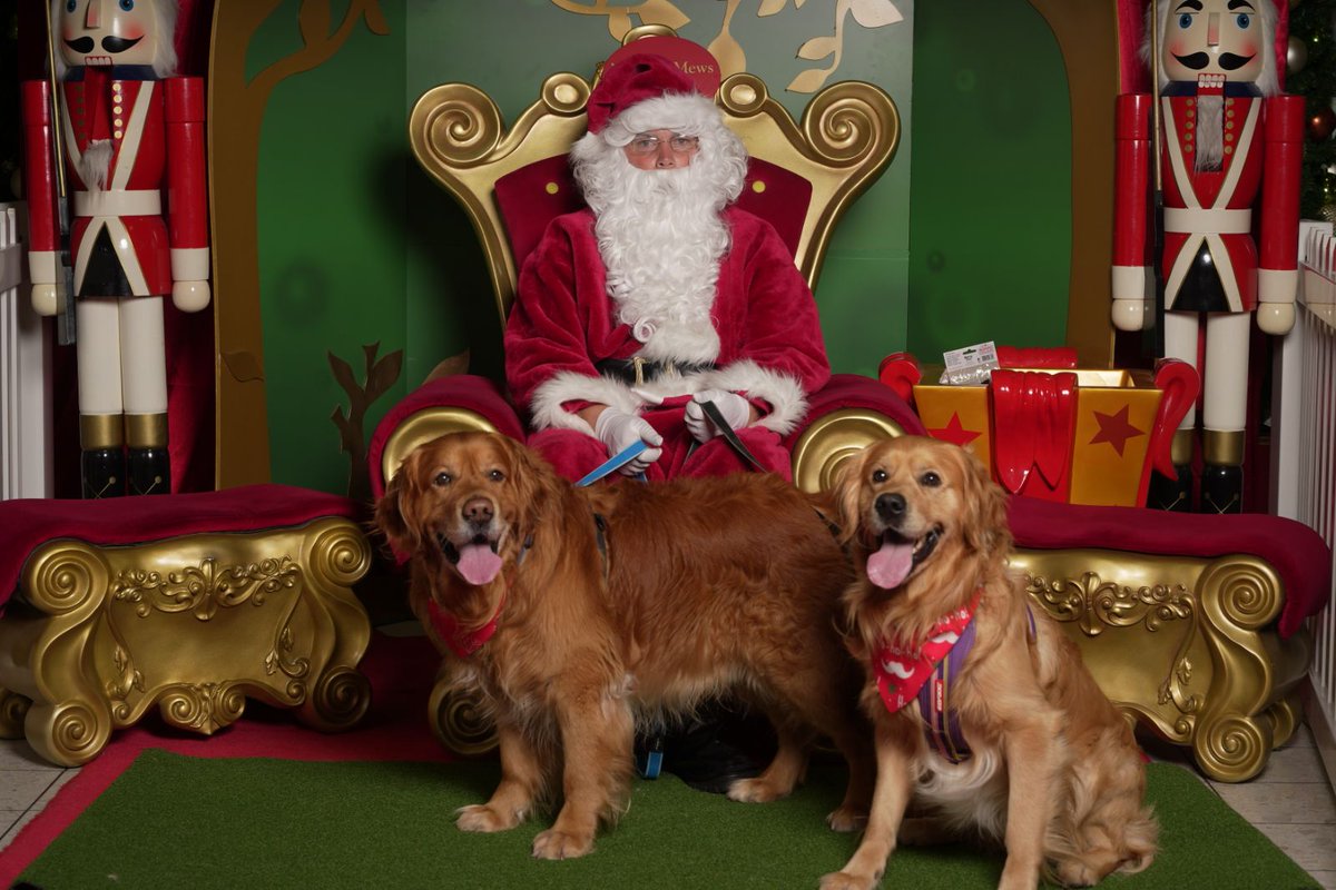 GillyTheGolden's tweet photo. It's that time of year again. Santa looks grumpy as had to hold on so tight so we would stop moving #goldenretriever https://t.co/u9HzaMYkxY