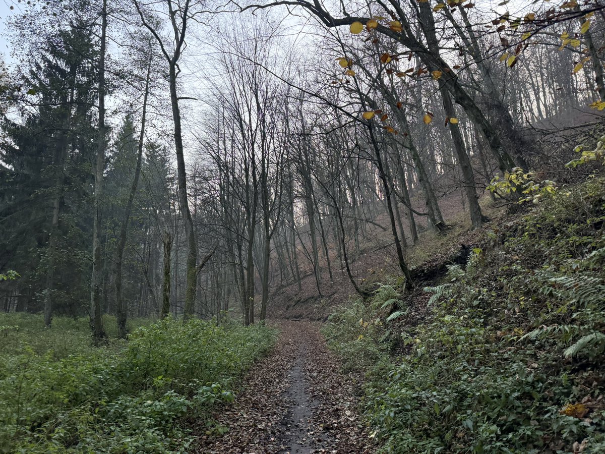 retroturistika's tweet photo. Podzimní lesní cesty #turistika #vylet #cesko #fotocesty #cesty #les #priroda #travel #czechia #hiking #trip #autumn #way #nature #forest https://t.co/M0A9sXIiF0