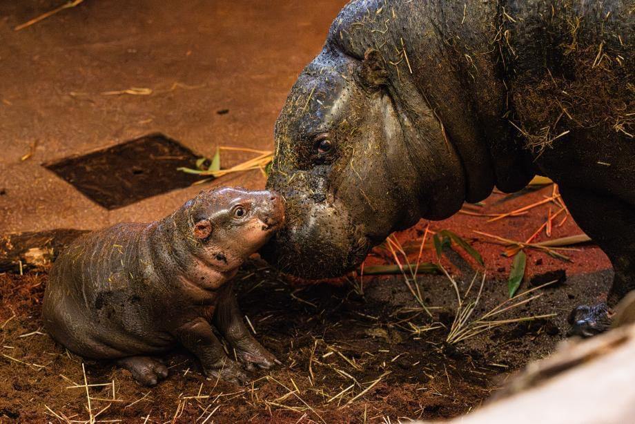 CryptoZoologiss's tweet photo. Hahah, this is where you are wrong ser!
$HAGGIS is literally the beta to Moodeng ππ€
@haggishipposol
#HAGGIS and #MOODENG are literally the ONLY 2 rare newborn baby #Pygmyhippos to be born in a long time and they were born ~2 months apart in the same year!β
#Solana #crypto #memecoins