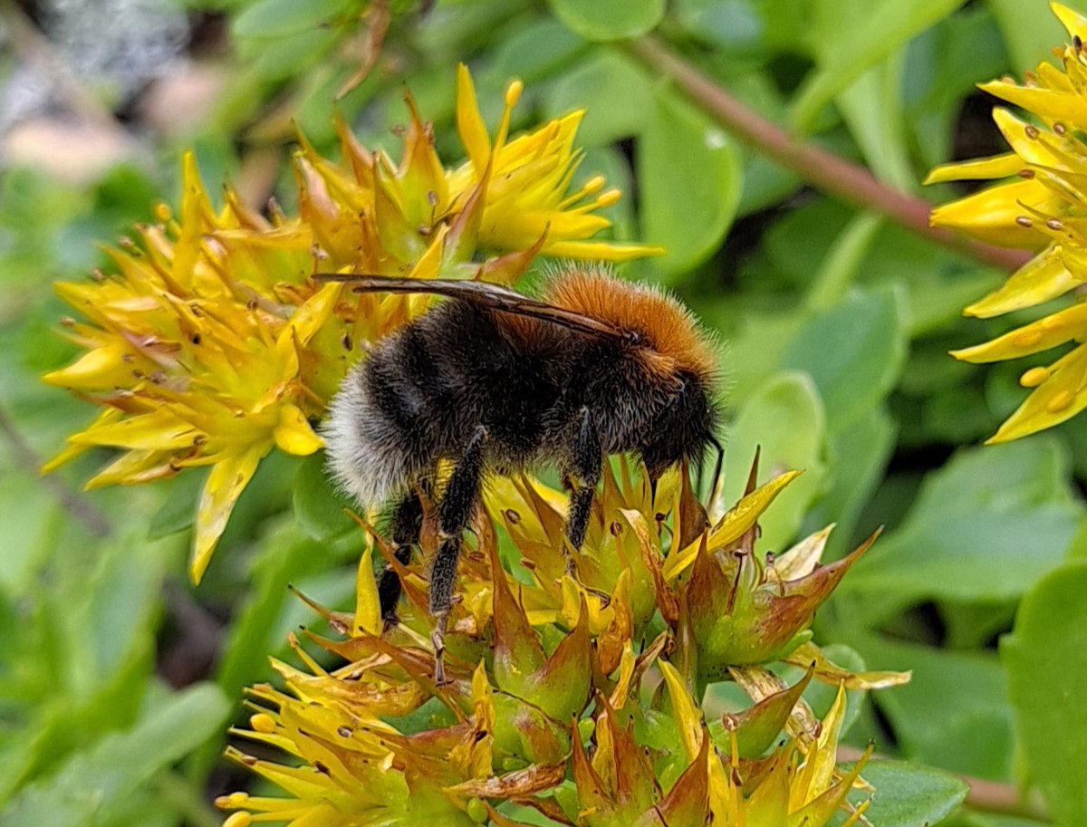 polyttajat's tweet image. Kimalaisia seurattu kuusi vuotta – Kesä 2024 oli näistä toiseksi paras #kimalaiset #pölytys #pölyttäjät
polyttajat.fi/kimalaisia-seu…