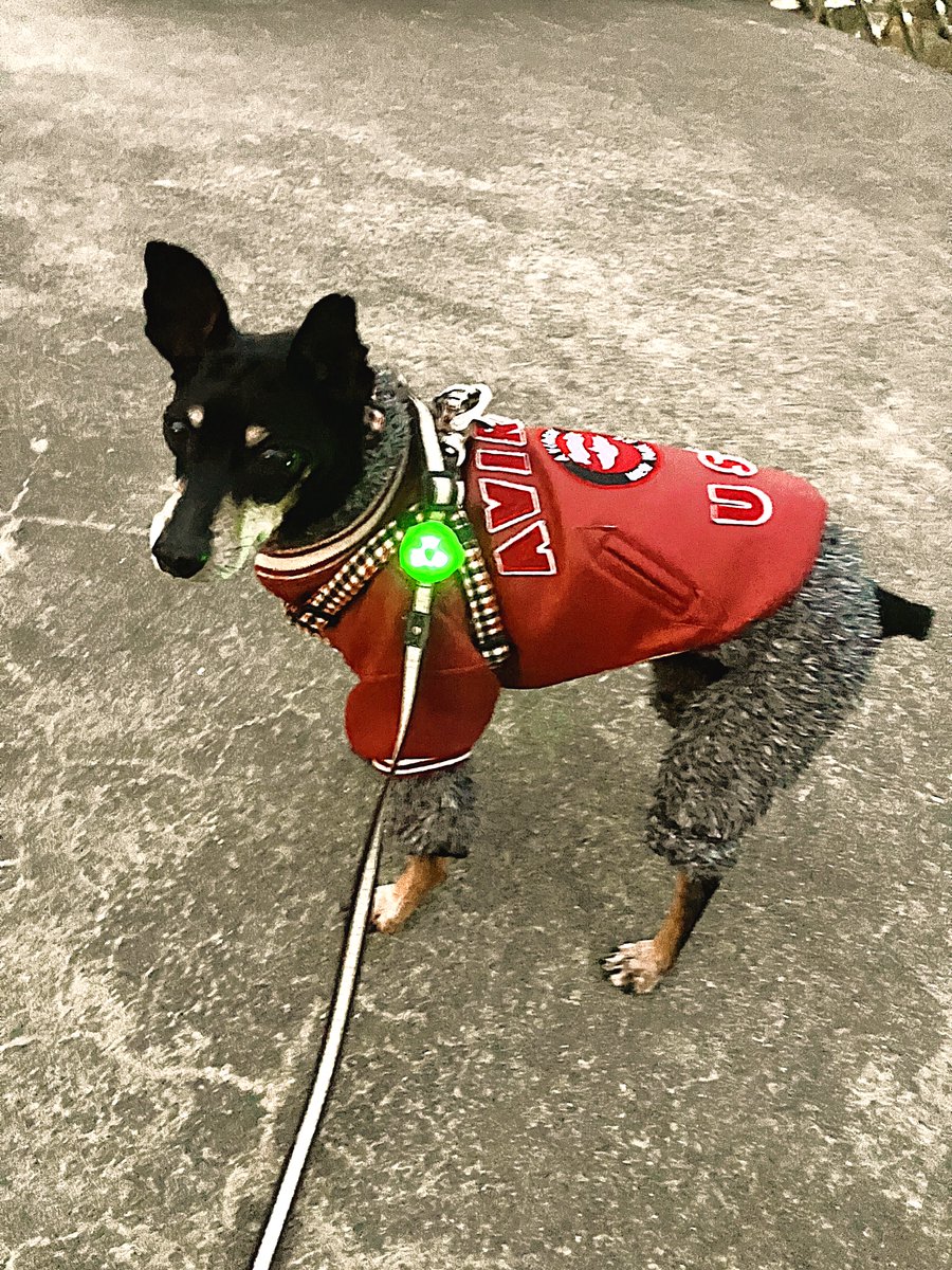 flatfoot_10half's tweet photo. ロンパース　着せて感じる　年の瀬かな（字余り）
ｳ～🥶ｻﾐ～･ﾍｲｶﾞｰ🐶

ま～ろ氏の三回忌法��も滞りなく終えました🙏🏼
ﾏ～ﾛ ﾊﾟｲｾﾝ ｵﾂﾃﾞｽ🐶 https://t.co/ffgRFUvHpv