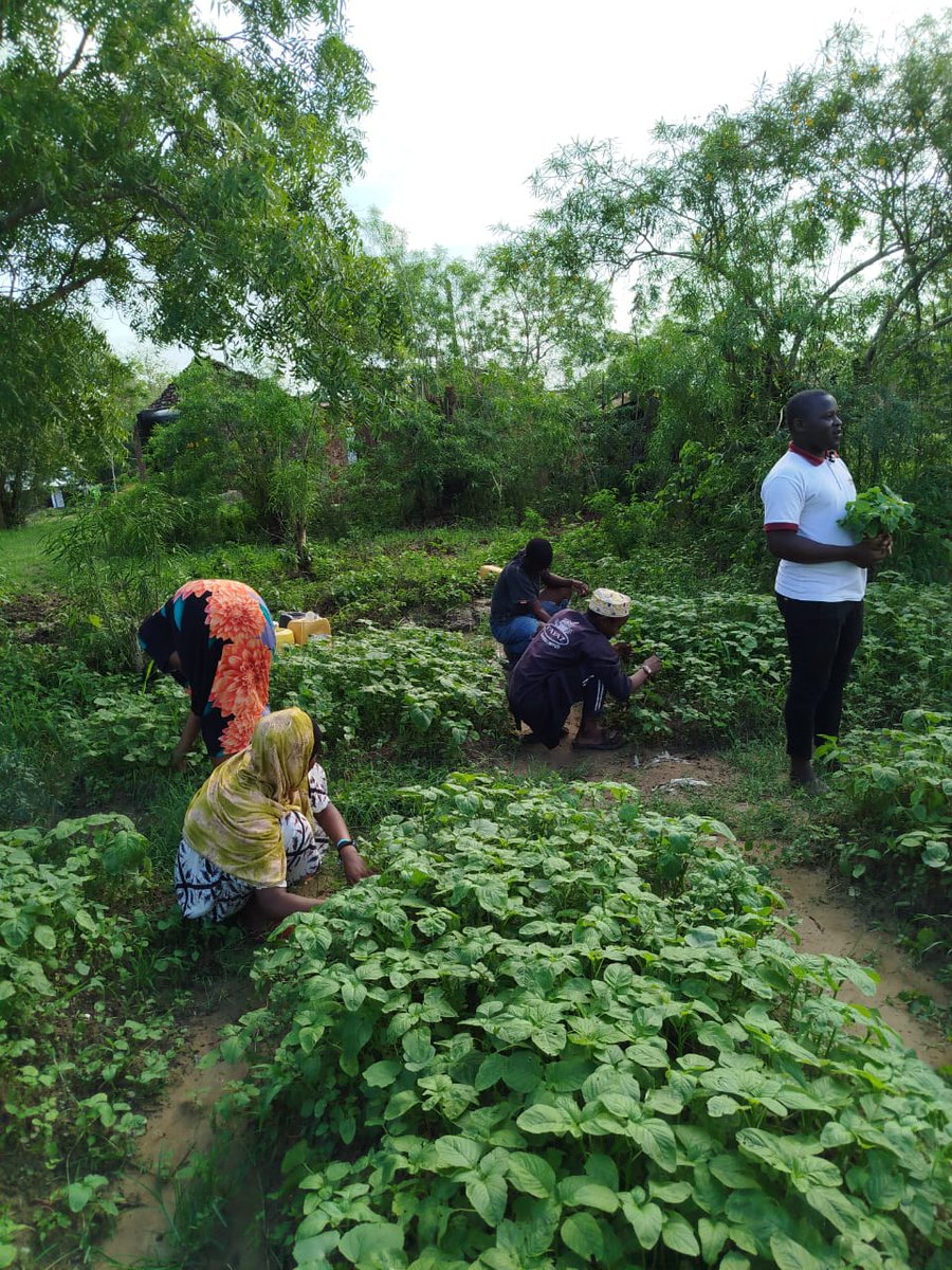I really appreciate ActionAid Kenya and Kilifi Citizens Forum for supporting young people on resilience building in Kilifi County.This is the Innovators Youth Group Agroecology project progress .
#ClimateAction
#Agroecology 
<a href="/ActionAid_Kenya/">ActionAid Kenya</a> <a href="/ActivistaKilifi/">ACTIVISTA KILIFI</a> <a href="/EcoVistaKE/">EcoVistaKe</a> <a href="/GP_Kenya/">Global Platform Kenya</a>