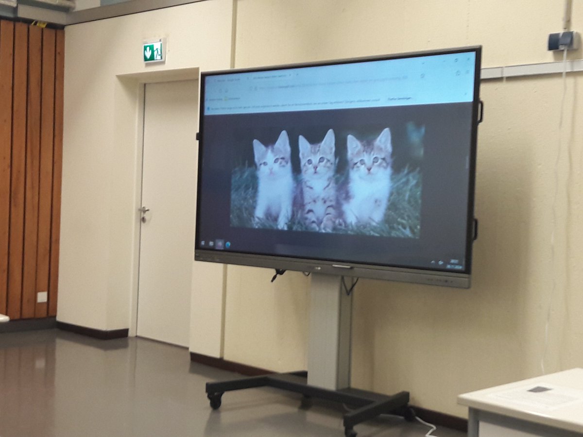 Sometimes you need no less than three #kittens to make it through the seatwork of #eveningschool #Latin lessons...

Manchmal braucht es nicht weniger als drei #Kätzchen, um die Stillarbeit im #Lateinunterricht durchzustehen...

#latin #ancientlatin #latein #abendschule