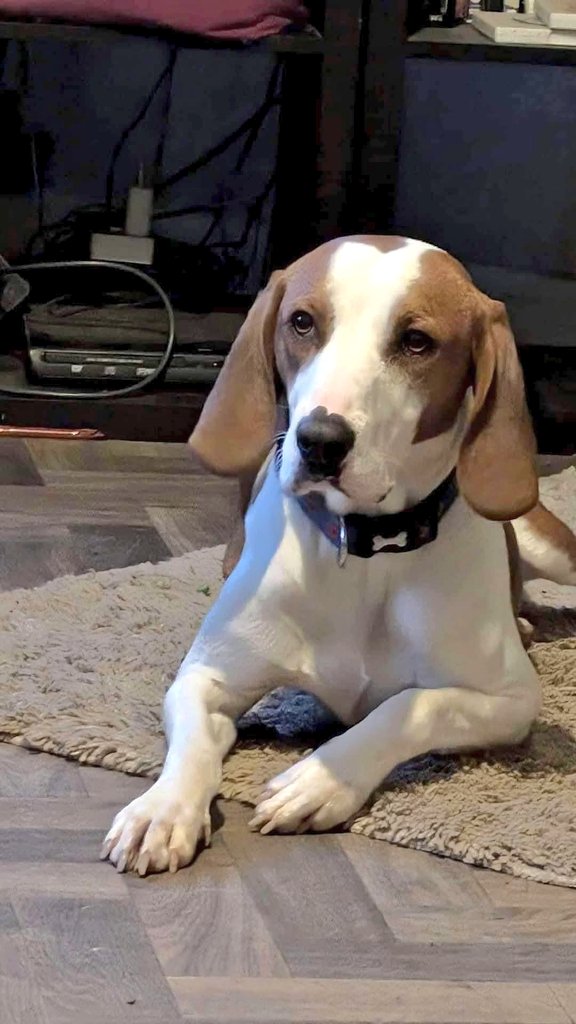 🚨🚨LOUIE WILL BE BACK AT KENNELS TOMORROW IF HE DOESNT FIND ANYONE🚨🚨

This poor boy has been in a home for a while now and doesn’t deserve to spend Christmas back in kennels 💔💔💔

🔴‼️URGENT FOSTER OR FOREVER HOME NEEDED FOR LOUIE‼️🔴

Louie is currently in a lovely foster