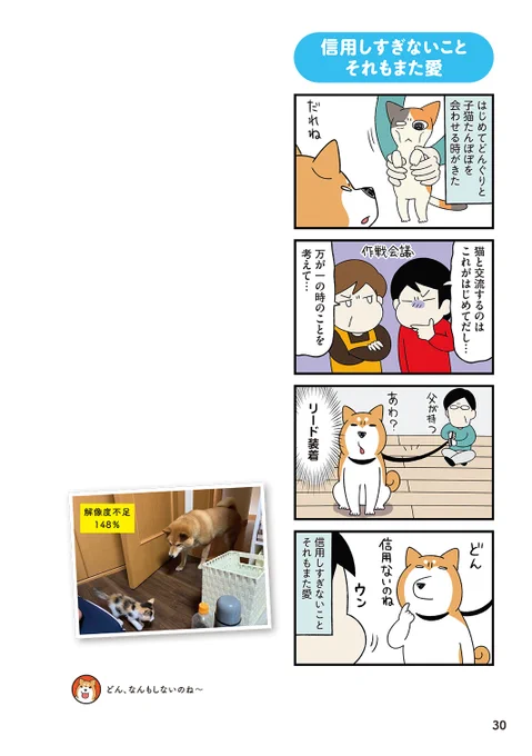 保護猫と先住犬の初めての出会い(1/8) 
