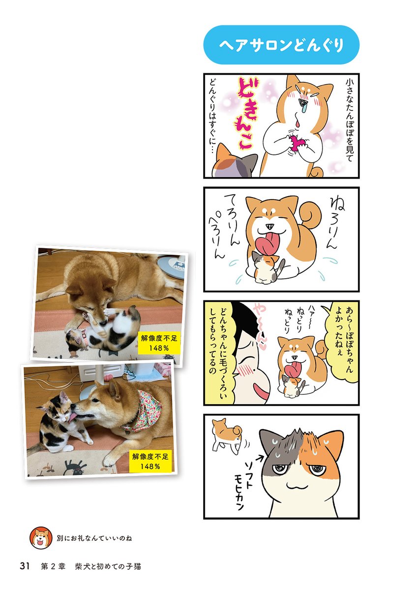保護猫と先住犬の初めての出会い(1/8) 