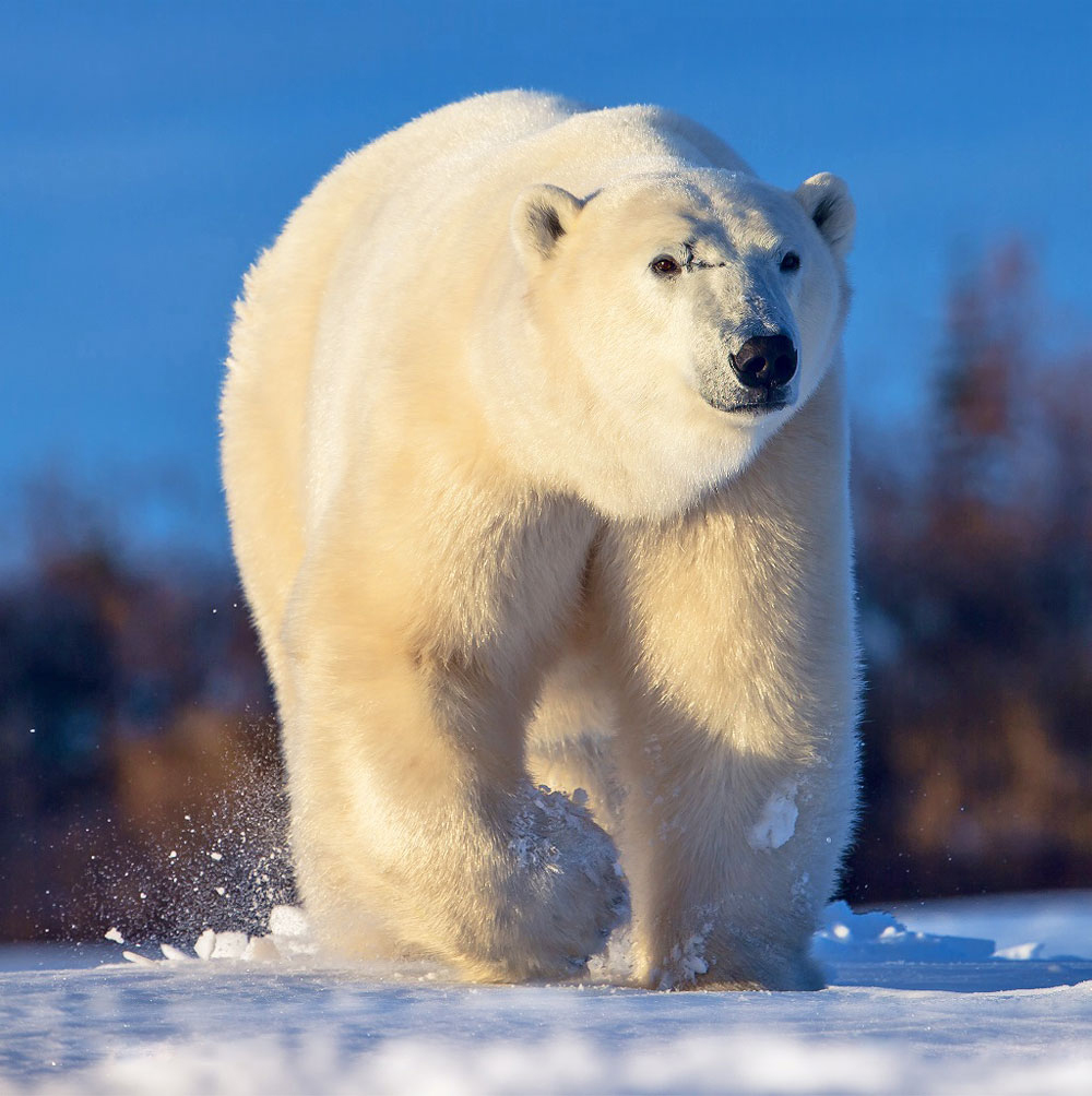 ChurchillWild's tweet photo. Churchill Wild's Mike & Jeanne Reimer Honoured with TIAC Lifetime Achievement Award. Wild Loon Adventure Company of Winnipeg wins GreenStep Sustainable Tourism Award. Congratulations! https://t.co/dcm5r8rbFF #Manitoba #Canadian #Tourism #Awards #TIAC #TIAManitoba https://t.co/UgySHfCnlm